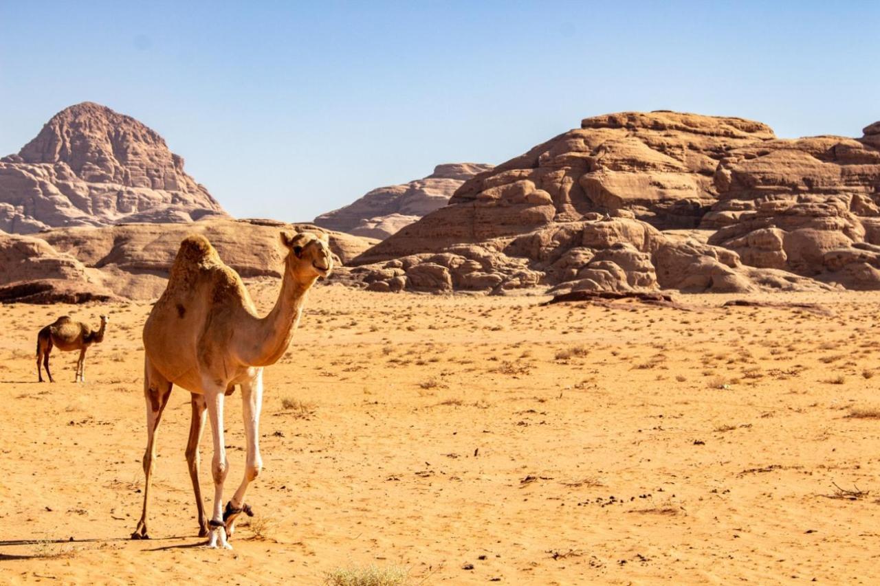 Quite Bedouin Life Hotel Wadi Rum Exterior foto